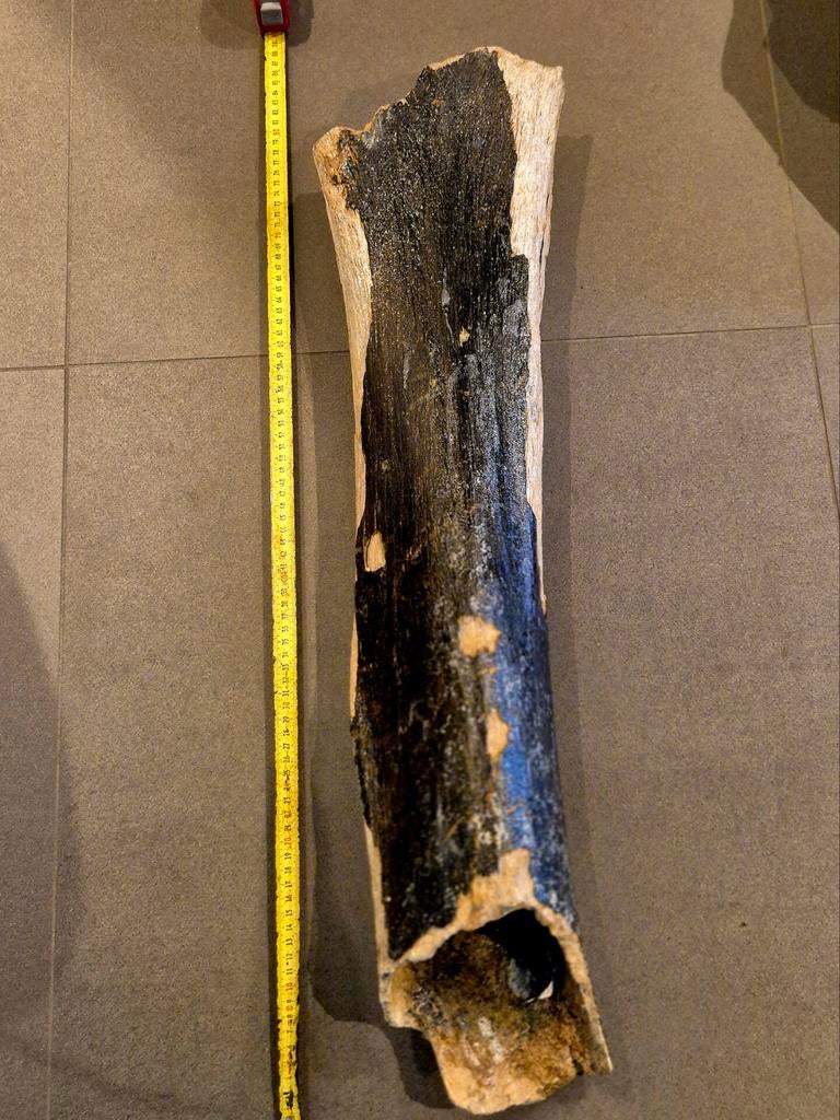 Mammoet Dijbeen Fossiel - IJstijd - Noordzee Vondst, Verzamelen, Mineralen en Fossielen, Ophalen of Verzenden, Fossiel