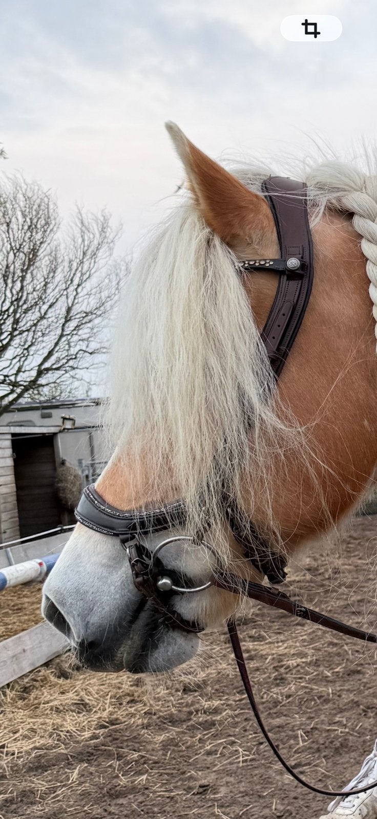 Hoofdstel PresTeq FaySport Glitter bruin evt met teugel, Ophalen of Verzenden, Zo goed als nieuw