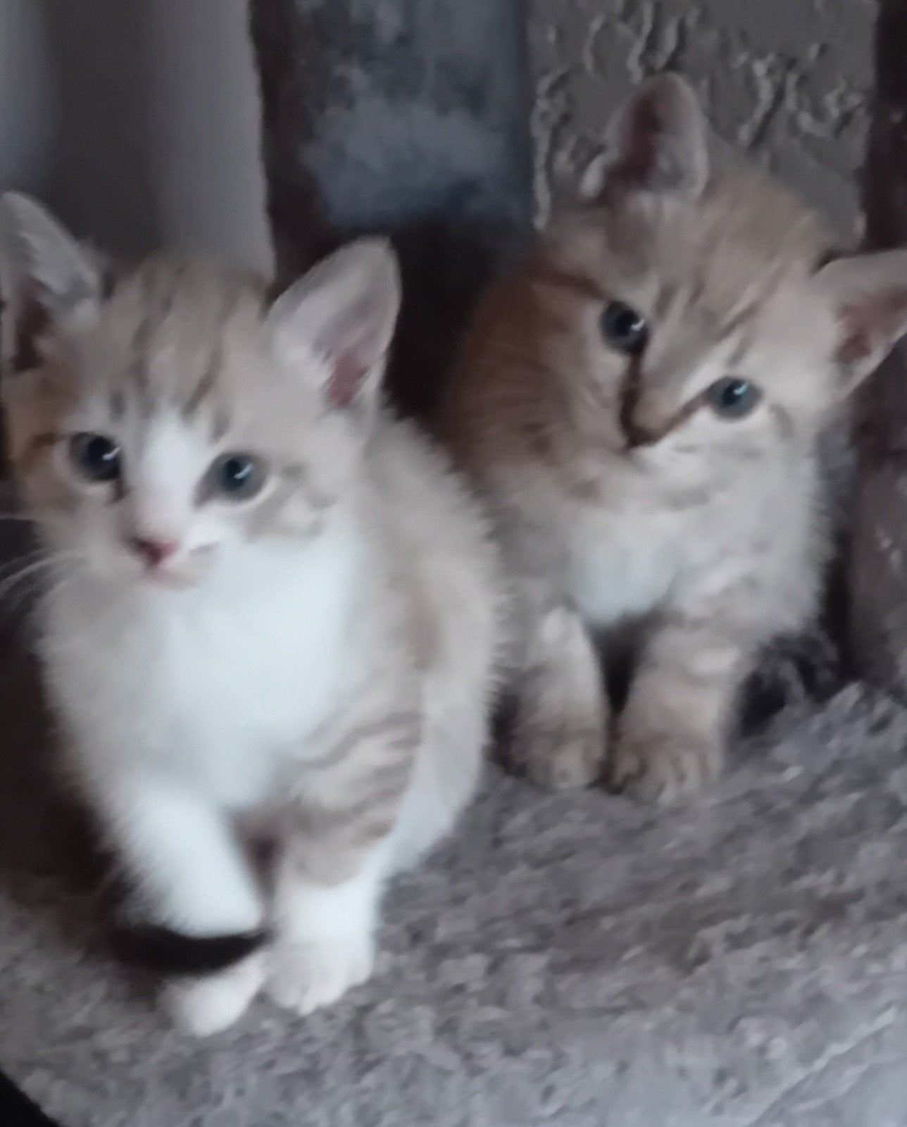 Ragdoll  Bengaal  m/ vader Ragdoll €
