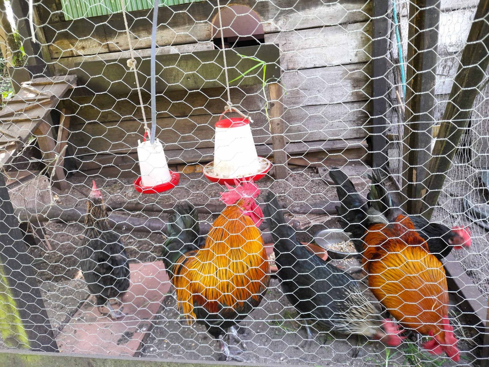 Krielkippen en hanen, Dieren en Toebehoren, Meerdere dieren, Kip