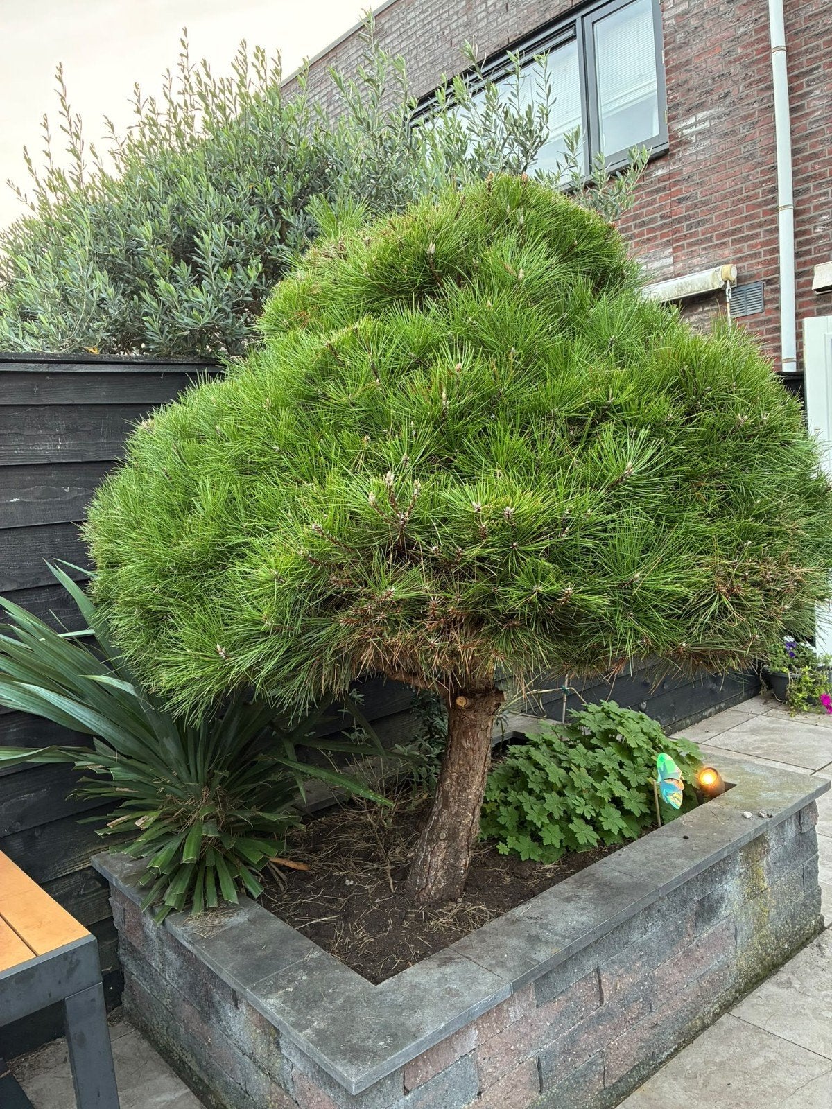 Grove Den (Pinus sylvestris) - 200 cm hoog, Tuin en Terras, Ophalen, Bloeit niet, Overige soorten, 100 tot 250 cm