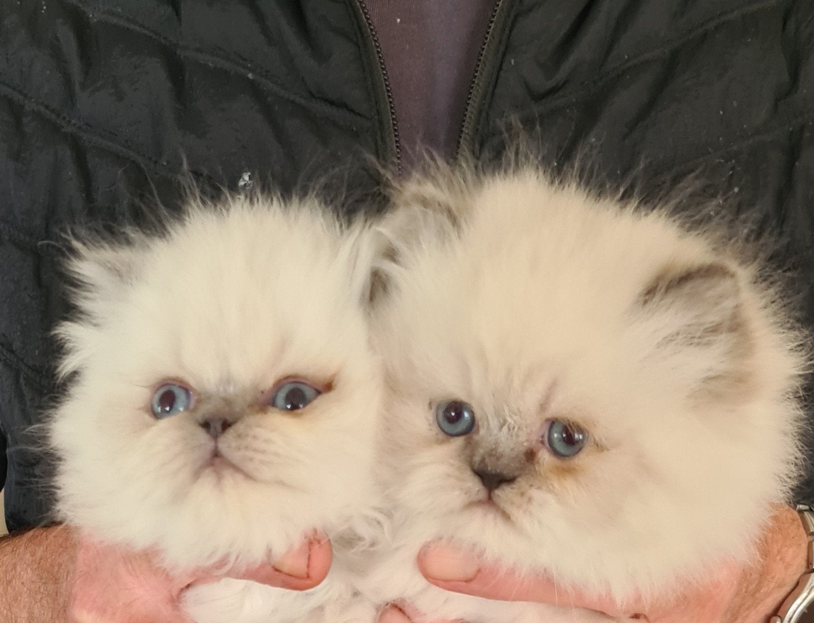 2 Perzische blue point kittens, poesje en katertje te koop., Meerdere dieren, Ontwormd