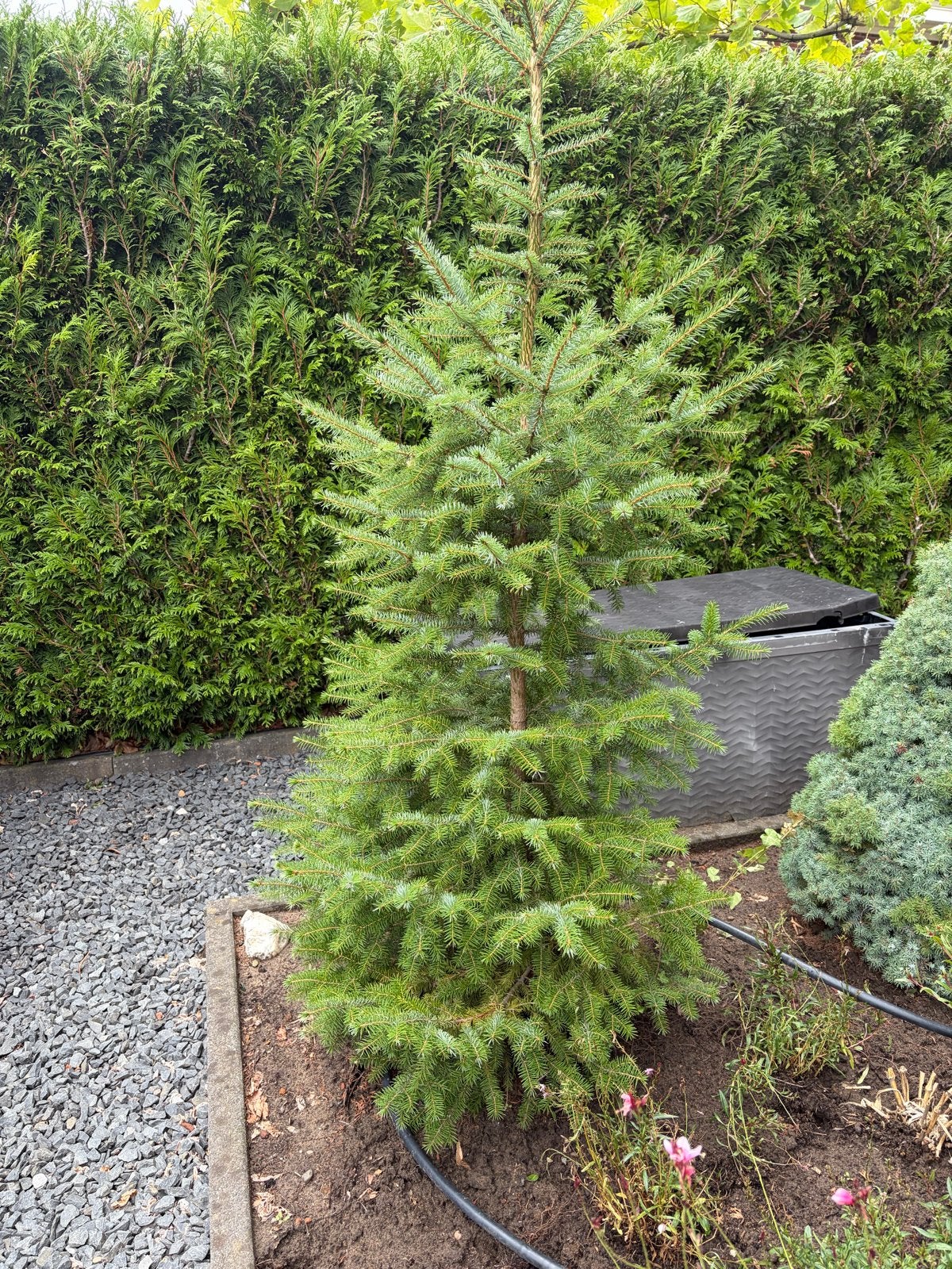 Mooie nog redelijk kleine kerstboom, Tuin en Terras, Planten | Bomen, Bloeit niet, Overige soorten, 250 tot 400 cm, Ophalen