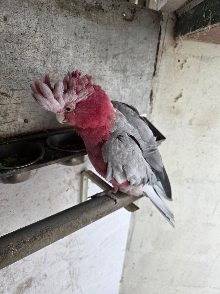 Koppel Rosé kaketoes, Meerdere dieren, Papegaai, Geringd