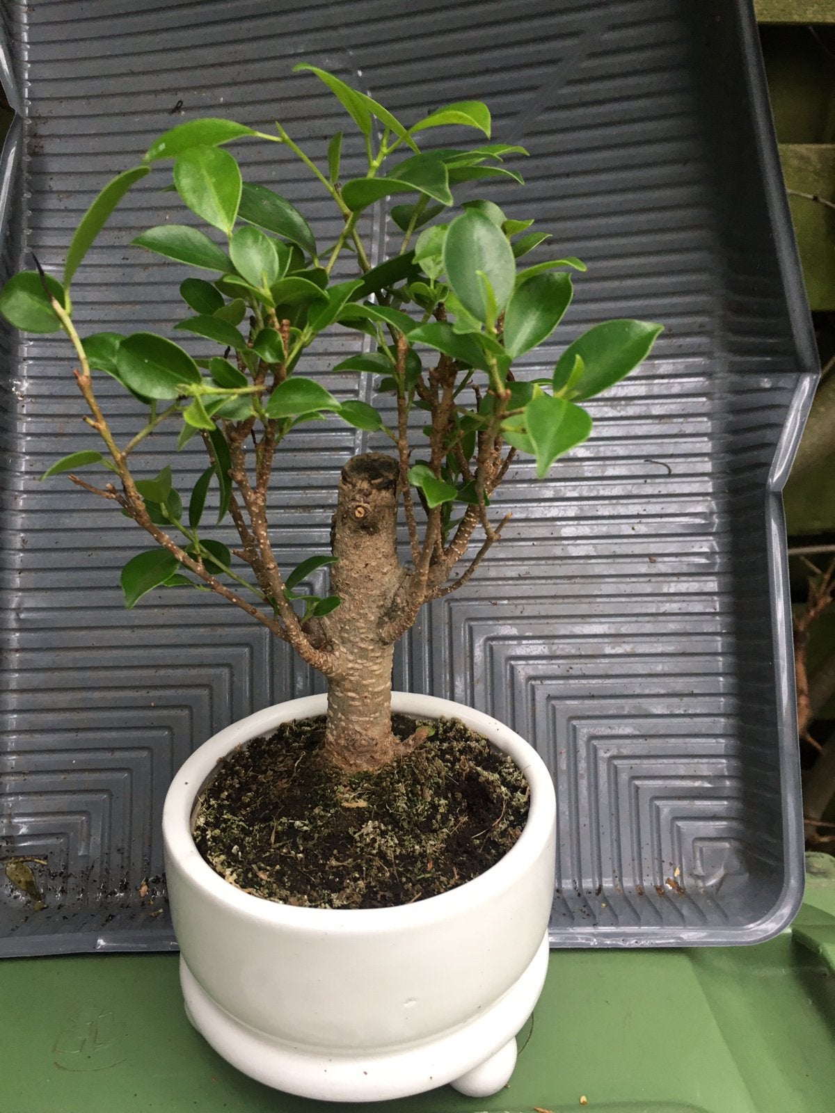 Bonsai ficus retina ginseng, Huis en Inrichting, Ophalen of Verzenden, Minder dan 100 cm