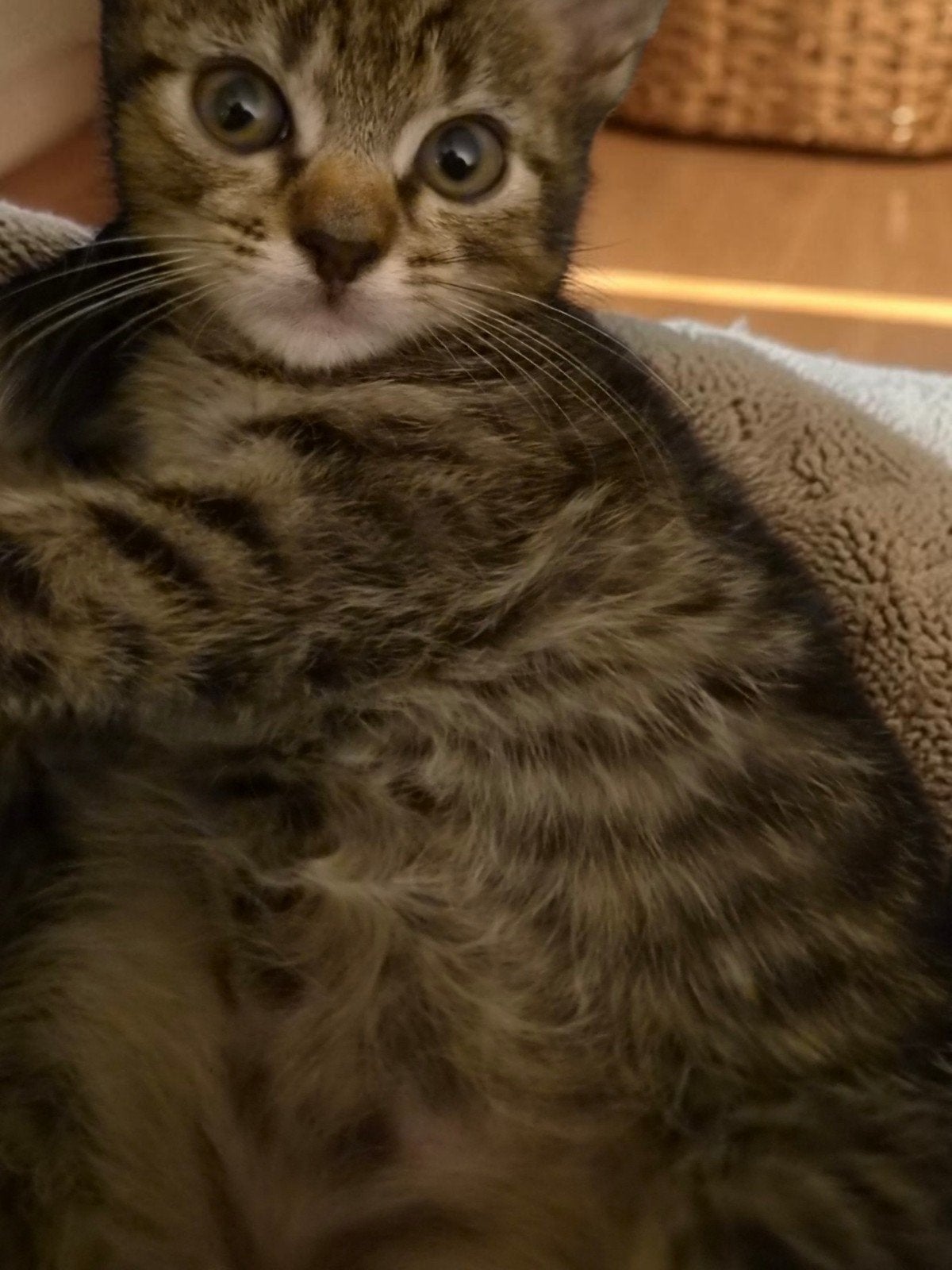 nog 1 lieve kitten mannetje!, Dieren en Toebehoren, 0 tot 2 jaar