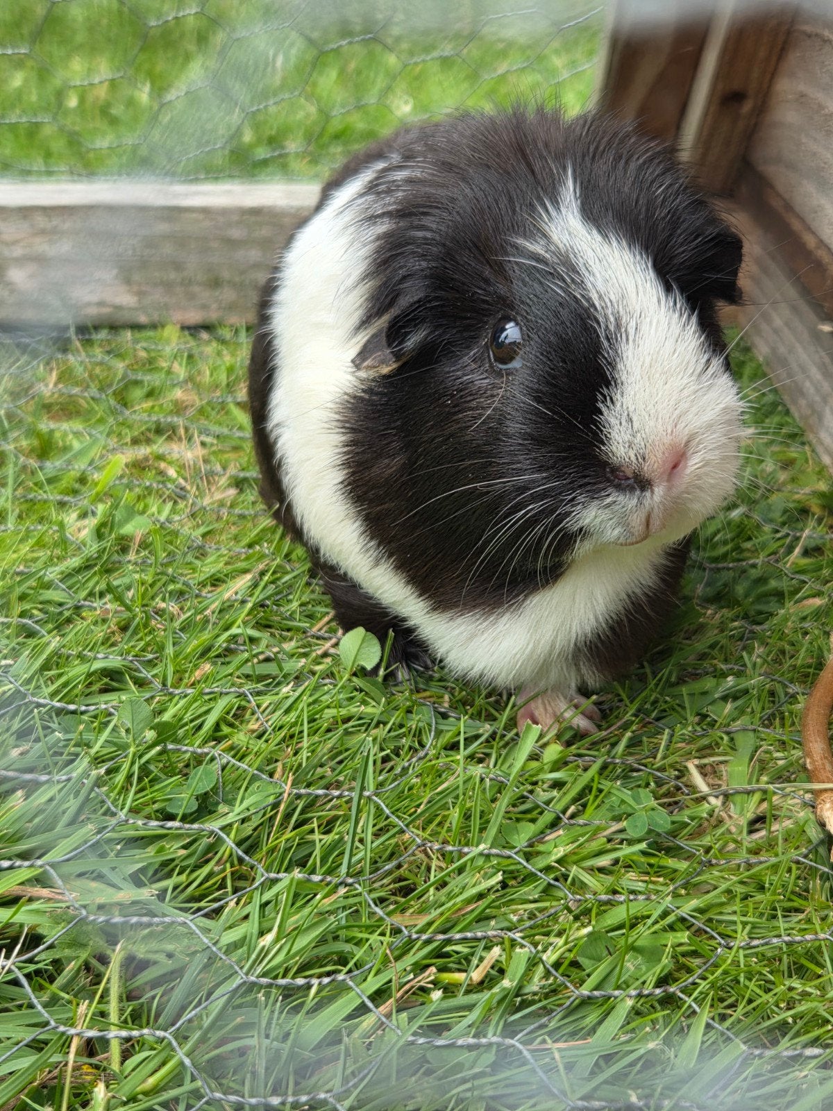 Twee cavia's, Dieren en Toebehoren, Cavia, Vrouwelijk, Mei, Tam