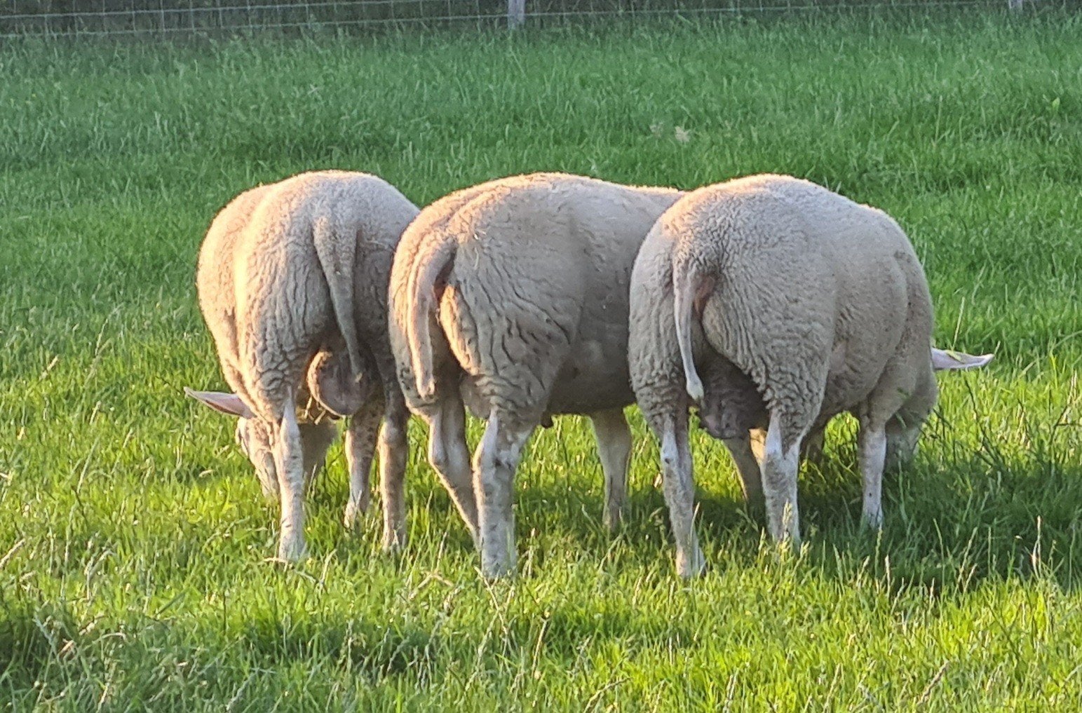 𝗟𝗮𝗮𝘁𝘀𝘁𝗲𝗸𝗮𝗻𝘀:𝗩𝗮𝗹𝗹𝗲𝗶𝗹𝗮𝗺 𝗗𝗲𝗸𝗿𝗮𝗺𝗺𝗲𝗻, Mannelijk, Schaap, 0 tot 2 jaar