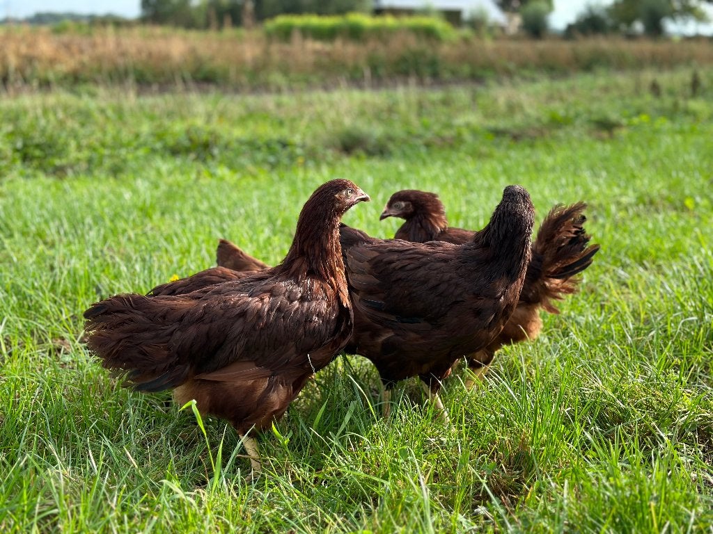 Jonge tamme Rhode Island Red kippen gesekst & ingeënt, Vrouwelijk, Kip