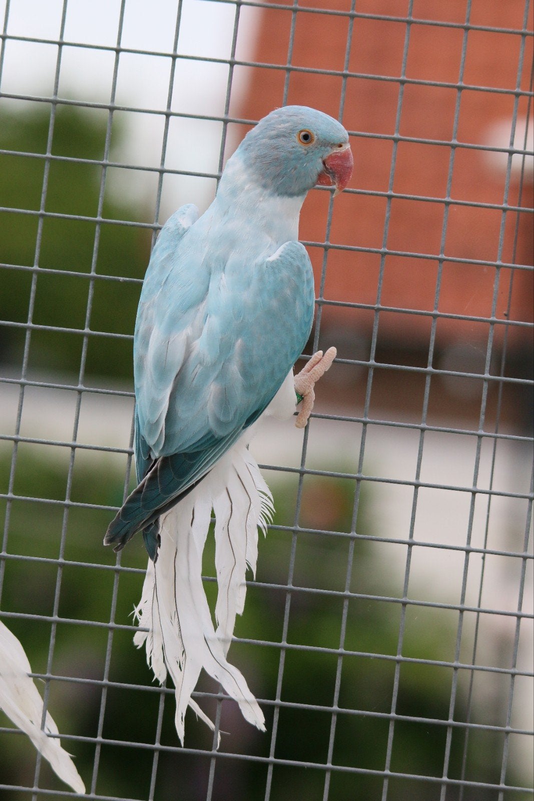 Halsbandparkiet Opaline Bleekstaart Blauw pop 2026, Dieren en Toebehoren, Vrouwelijk, Parkiet, Geringd