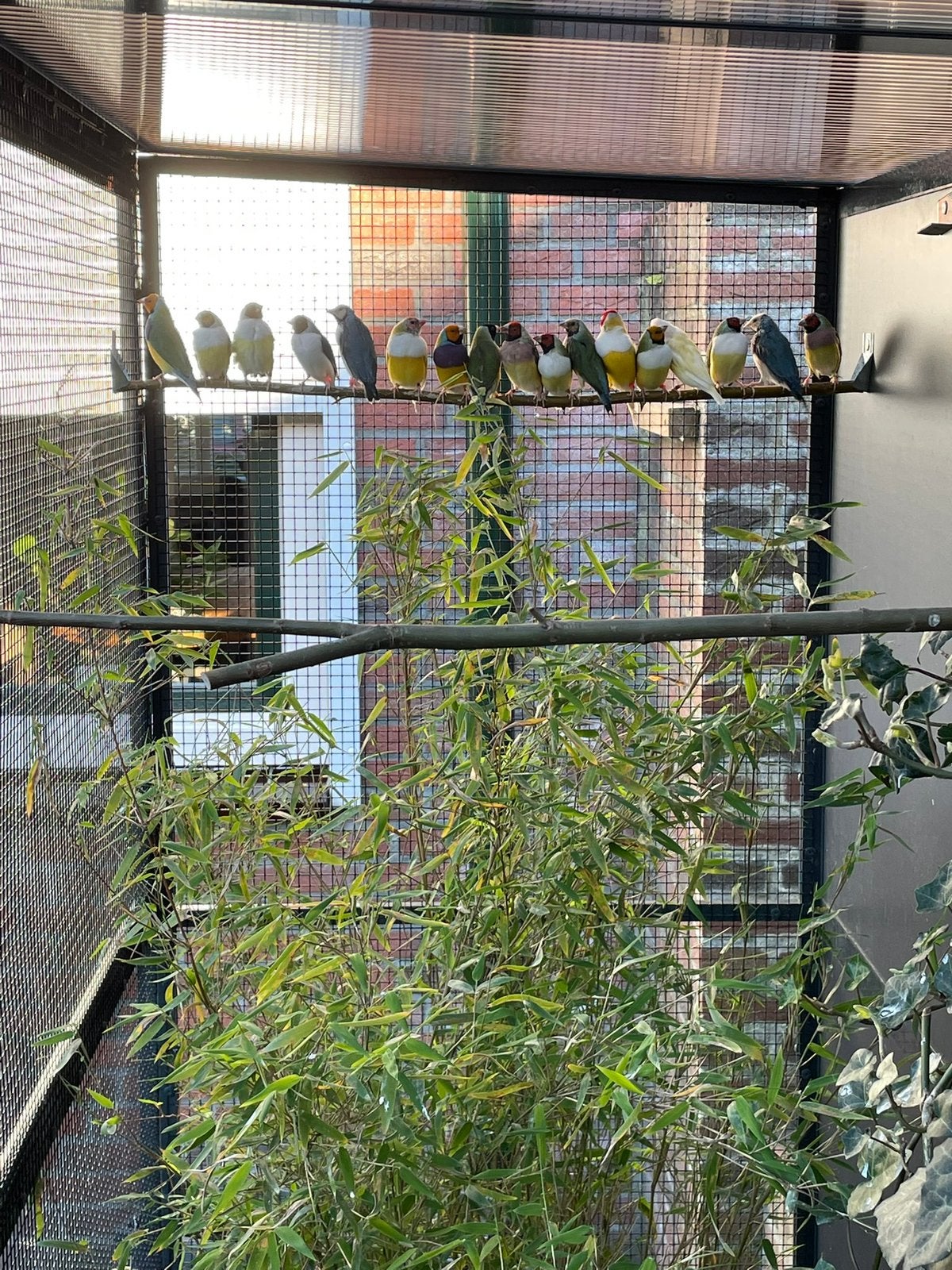 Koppel gouldamadine uit de buitenvoliere, Tropenvogel