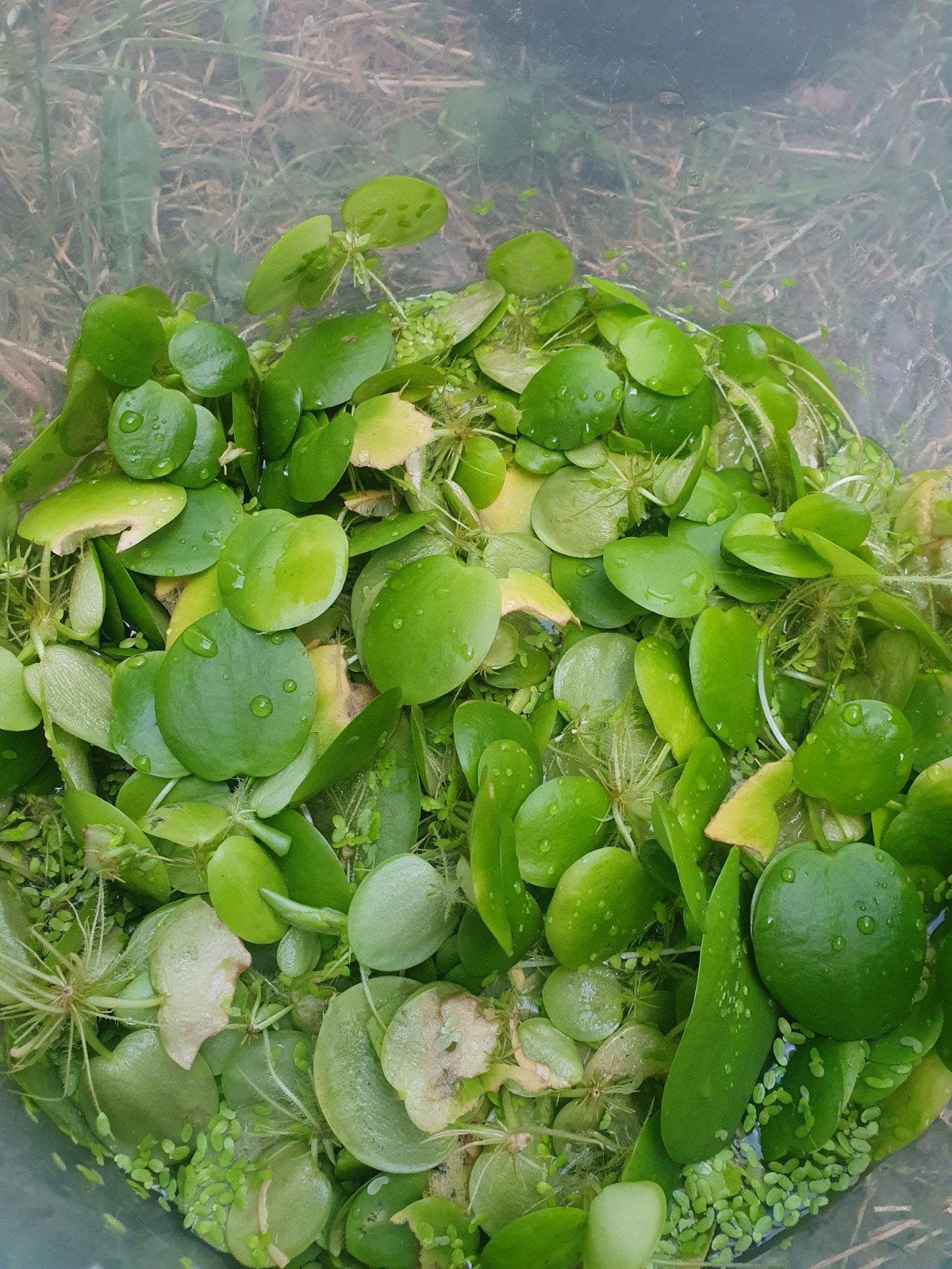 Af te halen gratis drijfplantjes, Ophalen