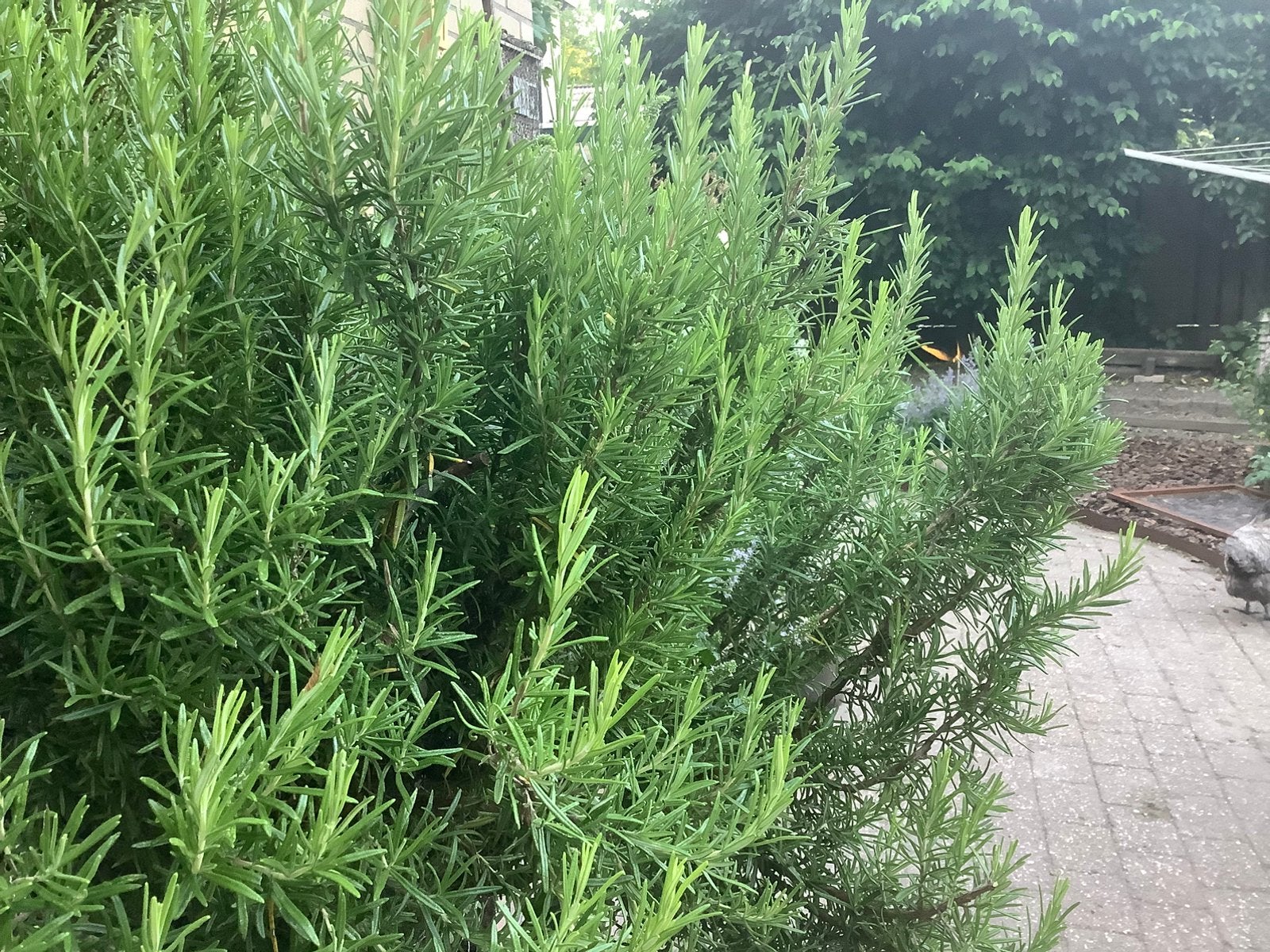 Gratis rozemarijnstekken, Tuin en Terras, Planten | Tuinplanten, Ophalen, Volle zon, Vaste plant, Kruiden