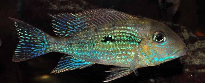 Zuid Amerikaanse Cichliden:Geophagus mirabilis "Rio Aripuana, Vis, Zoetwatervis