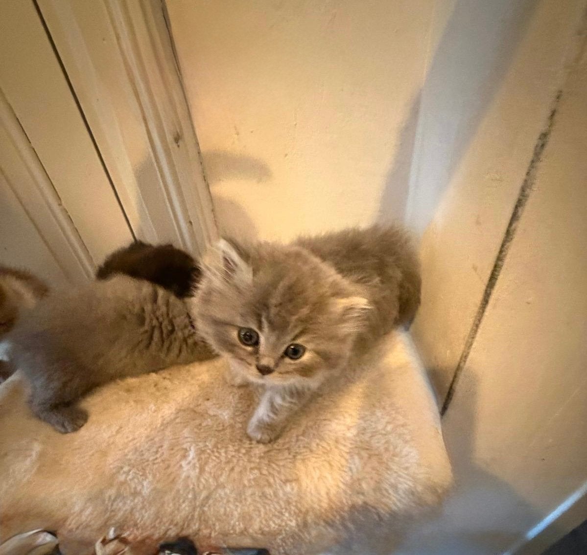 Lieve sociale Britse Korthaar kittens – geboren 1 augustus, Meerdere dieren, Ontwormd, 0 tot 2 jaar