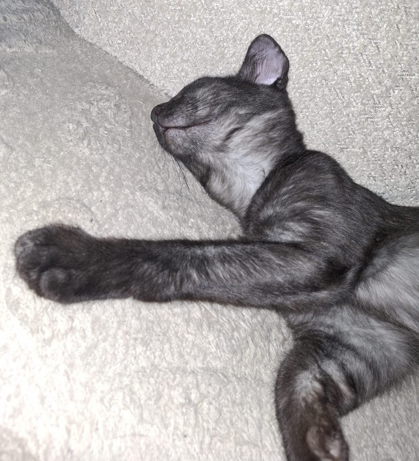 main coon kitten, Dieren en Toebehoren, Kater, Gechipt, 0 tot 2 jaar