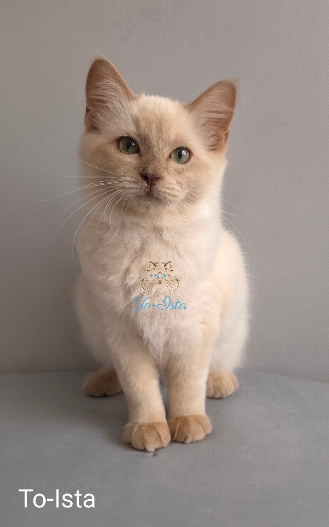 Choc Sepia ragdoll poesje, Dieren en Toebehoren, Katten en Kittens | Raskatten | Langhaar, Poes, Met stamboom, 0 tot 2 jaar