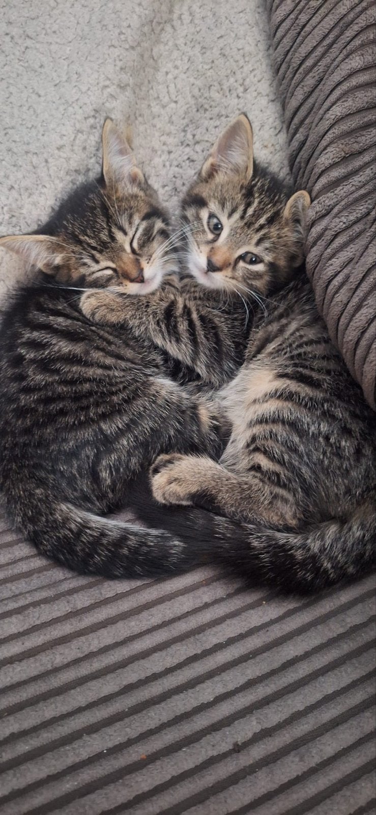 Kittens
