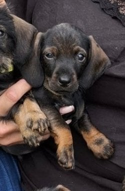 Ruw harige teckel pups, Dieren en Toebehoren, Standaard, 8 tot 15 weken, Meerdere, Meerdere dieren