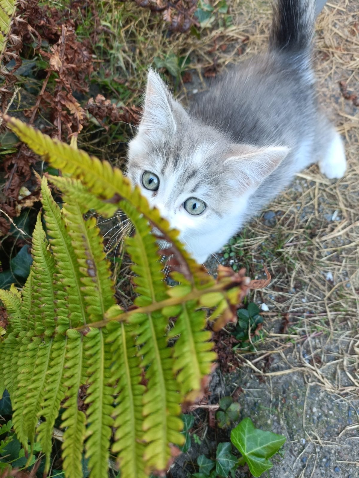 Kittens te koop, Dieren en Toebehoren