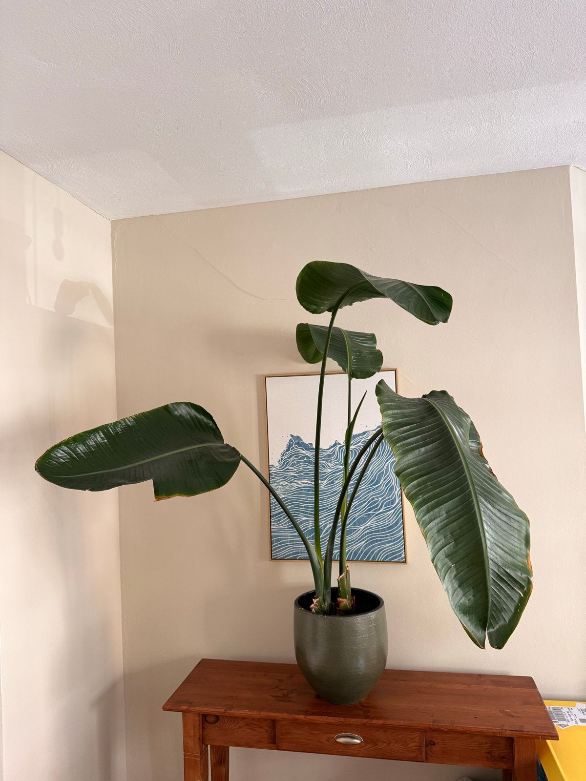 Grote kamerplant met mooie donkergroene pot, Ophalen, Overige soorten, Halfschaduw, In pot