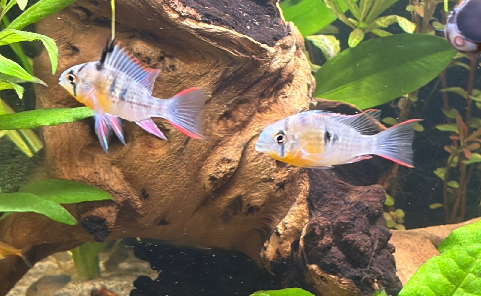 Koppel Mikrogeophagus altispinosa - boliviaanse ramirezi, Vis, Zoetwatervis