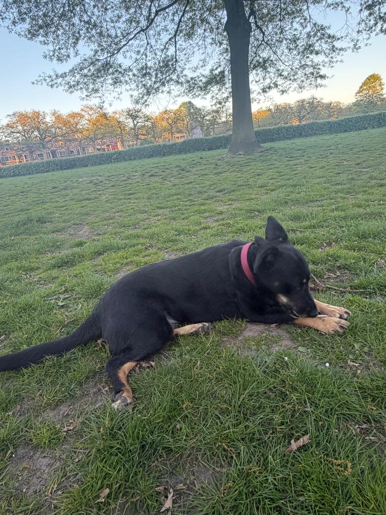 Honden oppas gezocht, Dieren en Toebehoren, Ophalen, Nieuw