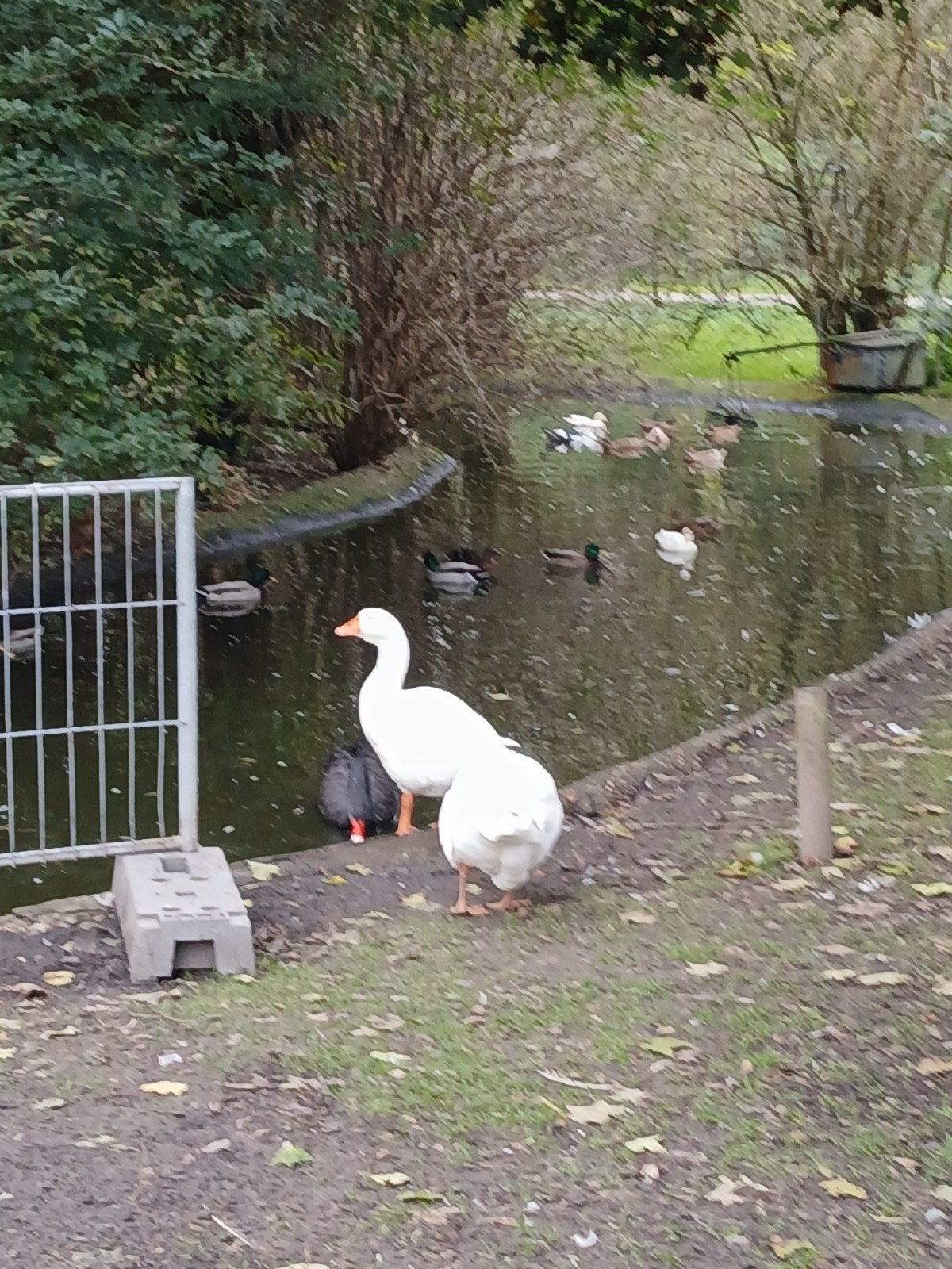 witte ganzen, Meerdere dieren, Gans of Zwaan