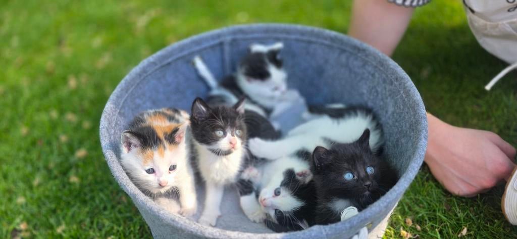 Schattige kittens zoeken een warm thuis, Meerdere dieren, Ontwormd, 0 tot 2 jaar