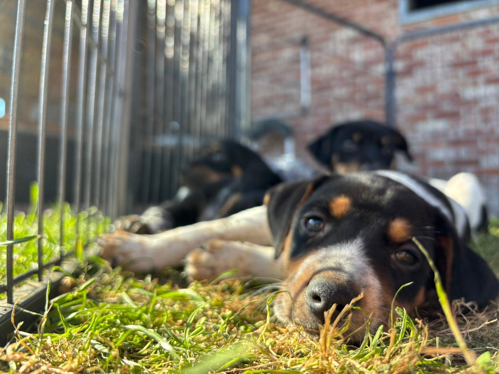 boerenfox pups, Dieren en Toebehoren, Overige rassen, 8 tot 15 weken, Meerdere, Meerdere dieren
