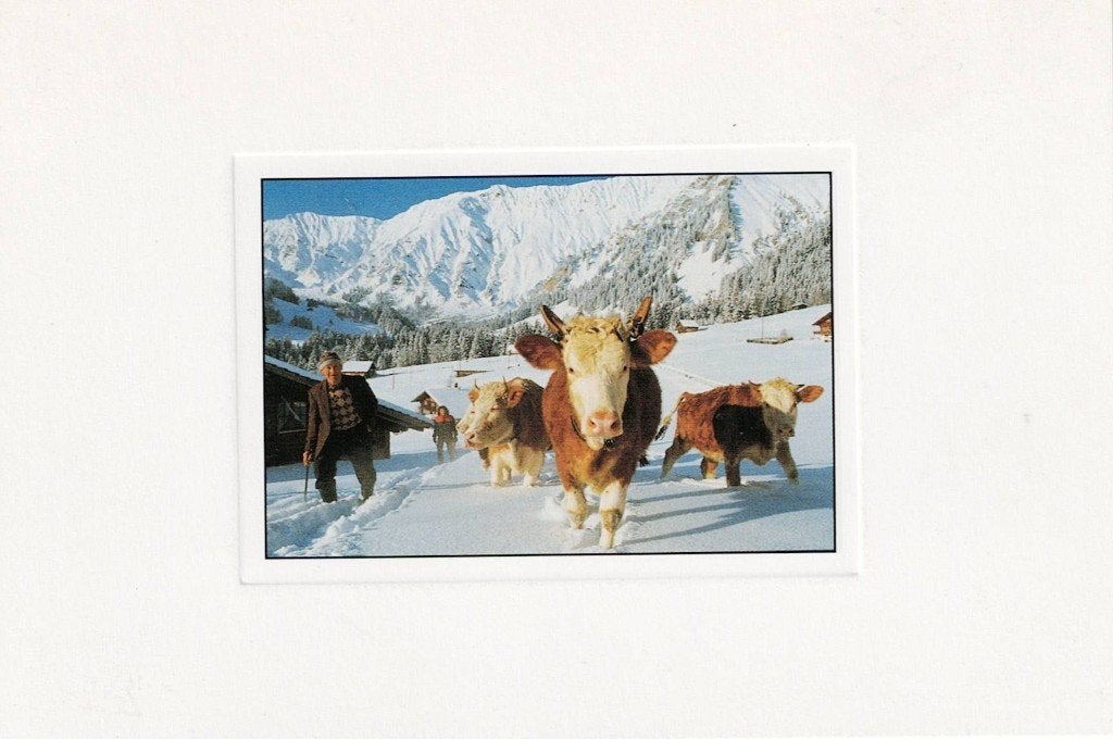 Rood bonte koeien met herder 149, Verzenden, 1980 tot heden, Ongelopen, Overige soorten