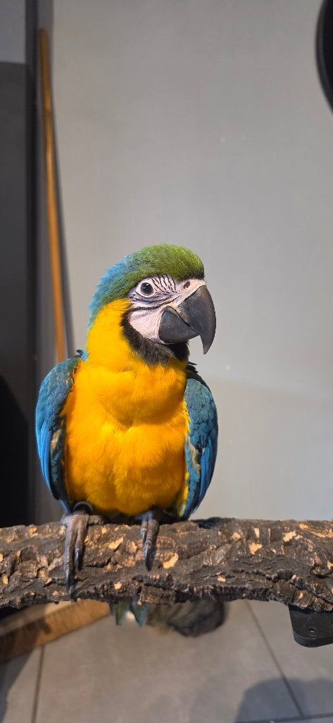 2 tamme baby blauw gele ara's, Dieren en Toebehoren, Vrouwelijk, Papegaai, Tam
