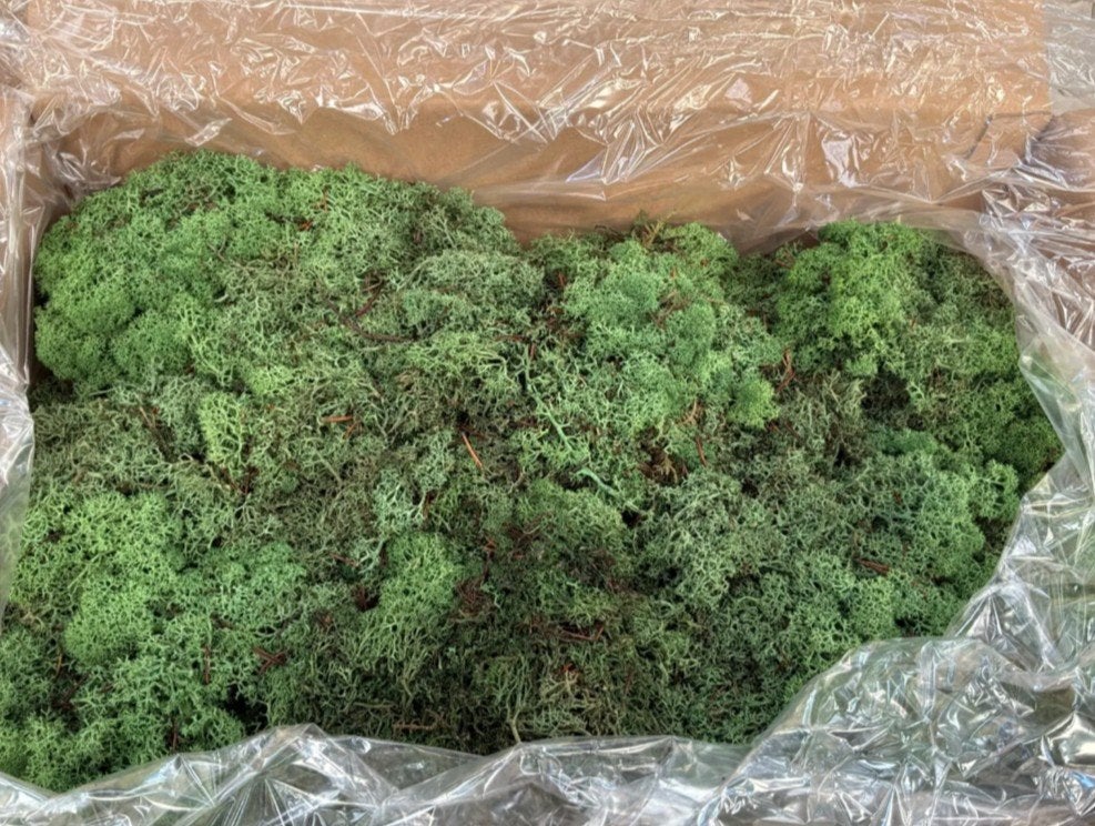 3 kg Rendiermos ijslandmos kleur: mosgroen, Groen, Steigerhoutdesign, Overige thema's, Lepelstraat