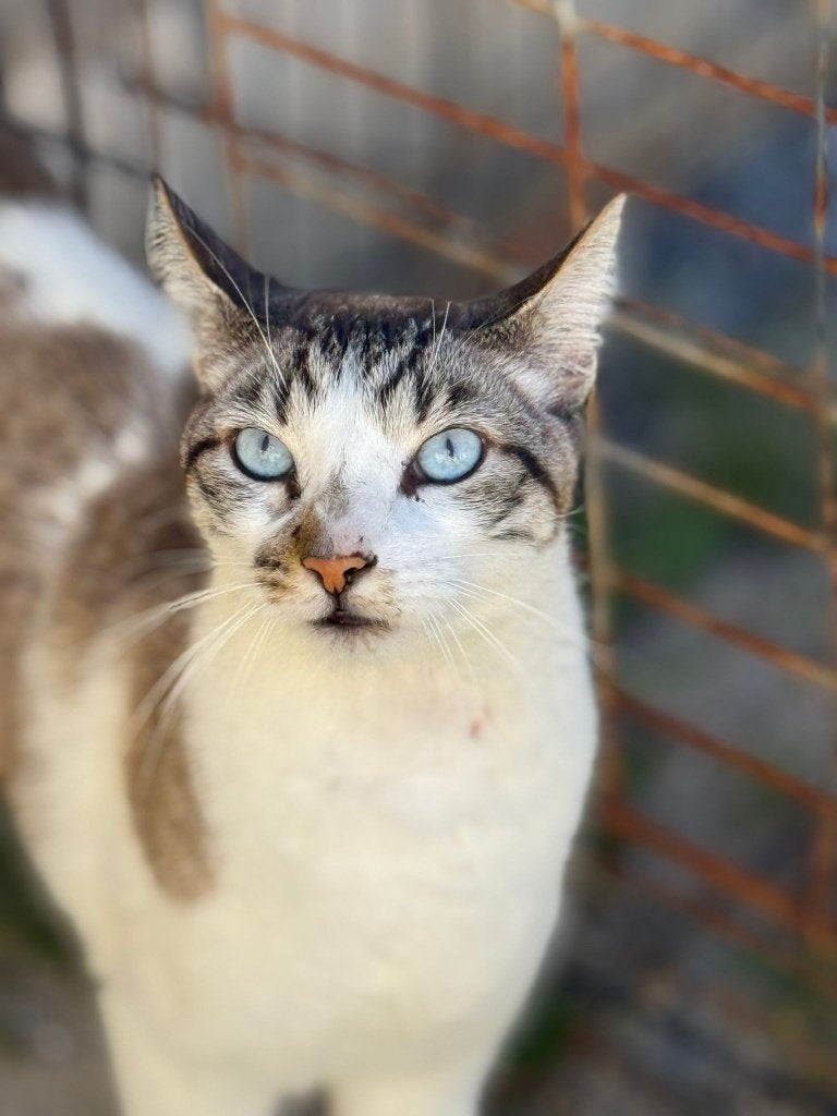 Jarela, Azul, mnl, x siam, 15-04-22 afgestaan door familie, Kater, Kortharig, 3 tot 5 jaar