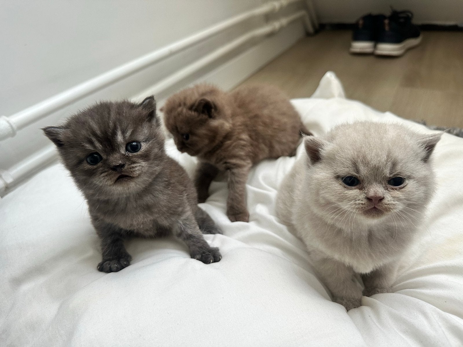 Britse Korthaar kittens met stamboom, Meerdere dieren, Gechipt