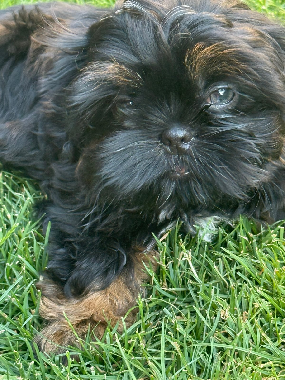Shih Tzu pupjes, Dieren en Toebehoren, Parvo, België, Overige rassen, 8 tot 15 weken