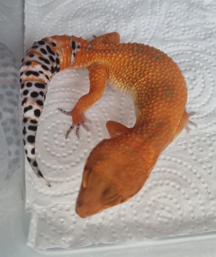 0.1 purplehead mandarin het tremper albino luipaardgekko Leopard Gecko photo 4