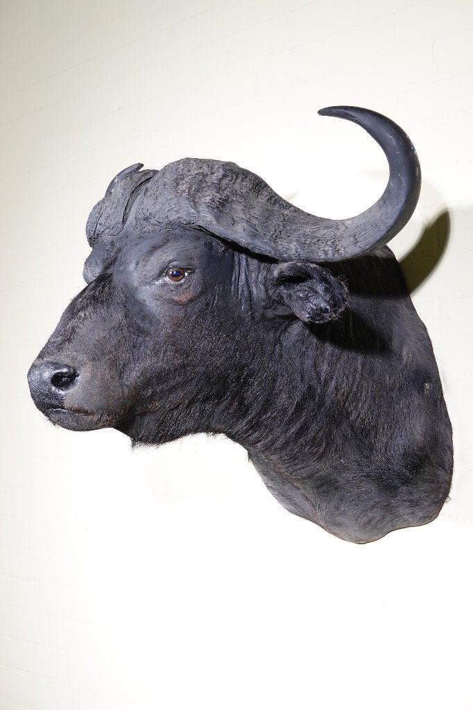 kafferbuffel taxidermy opgezette samsshop, Verzamelen, Dierenverzamelingen, Ophalen, Zo goed als nieuw, Hert, Gewei of Kop