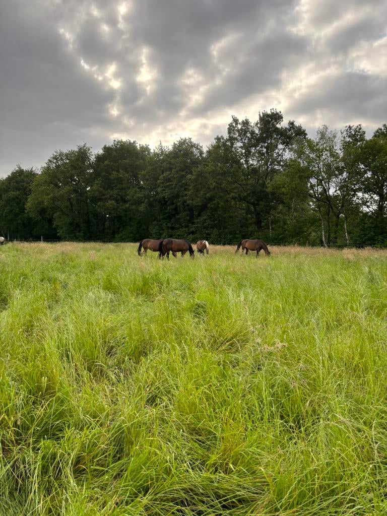 Stalling voor paarden met 24/7 weidegang!, Dieren en Toebehoren, Stalling en Weidegang