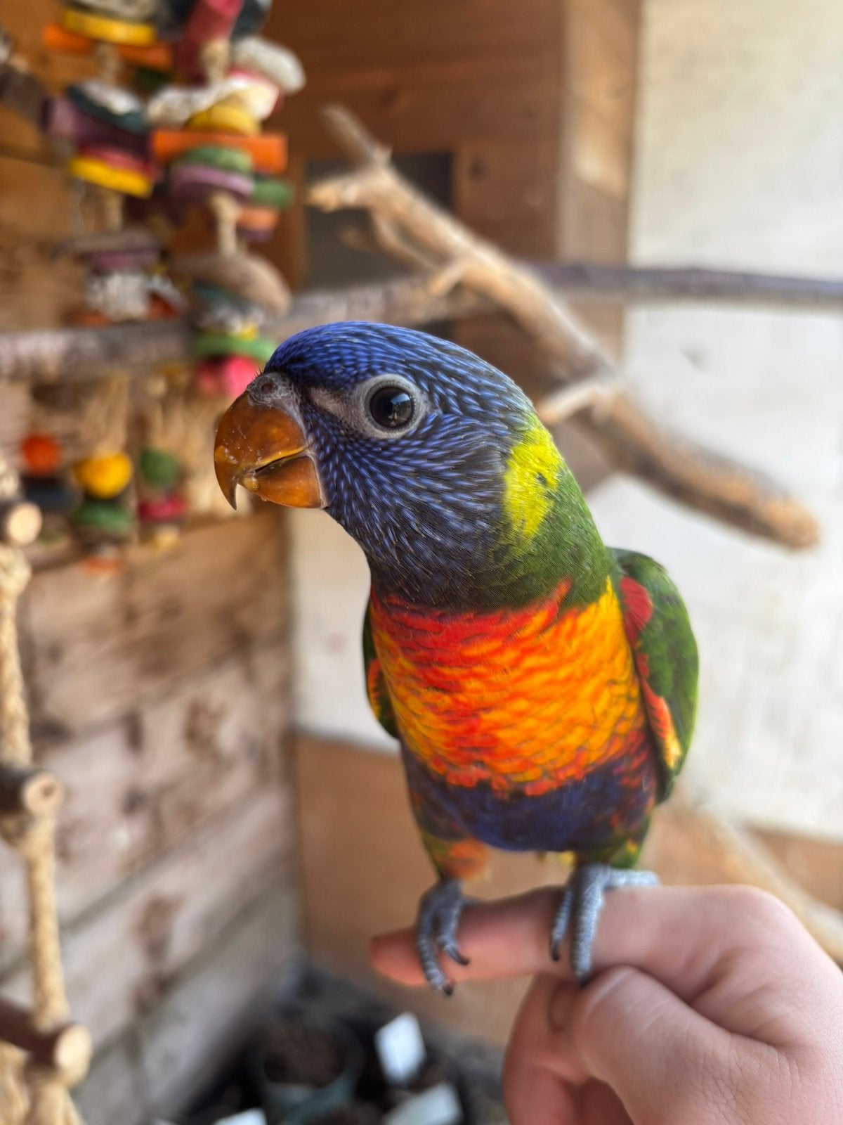 Lori van de blauwe bergen, Dieren en Toebehoren, Vogels | Parkieten en Papegaaien, Mannelijk, Papegaai, Geringd