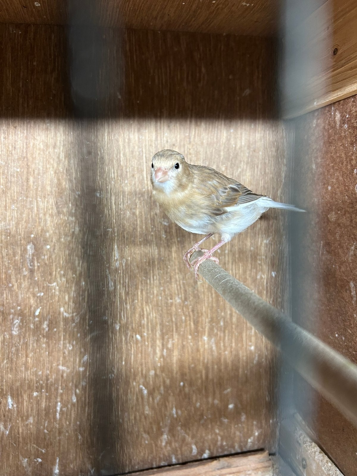 Kanarie, Dieren en Toebehoren, Vogels | Kanaries, Geslacht onbekend, Kleurkanarie