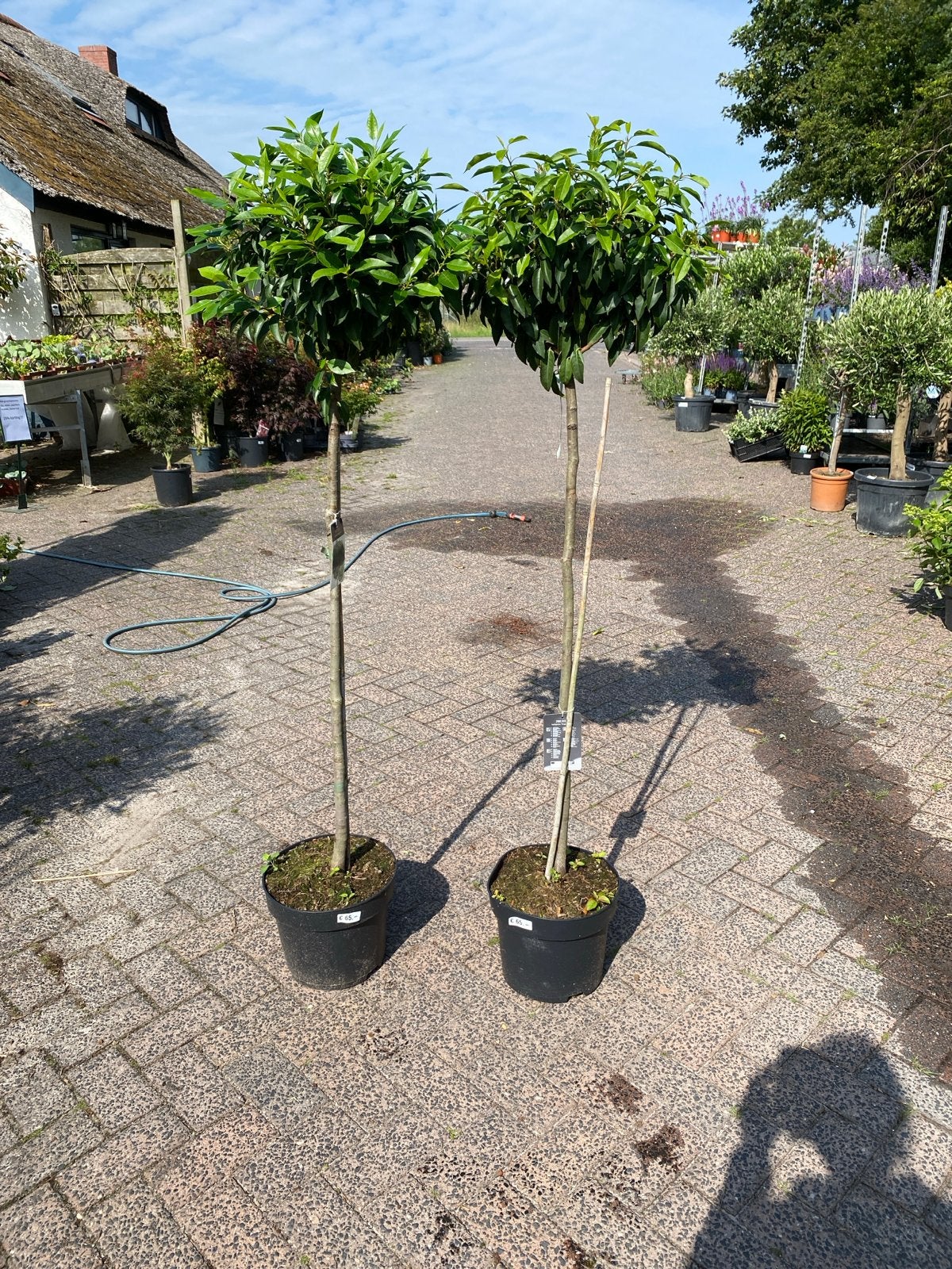 Prunus lusitanica 'Angustifolia' op stam - Portugese Laurier, Volle zon, Vaste plant, Lente, Ophalen
