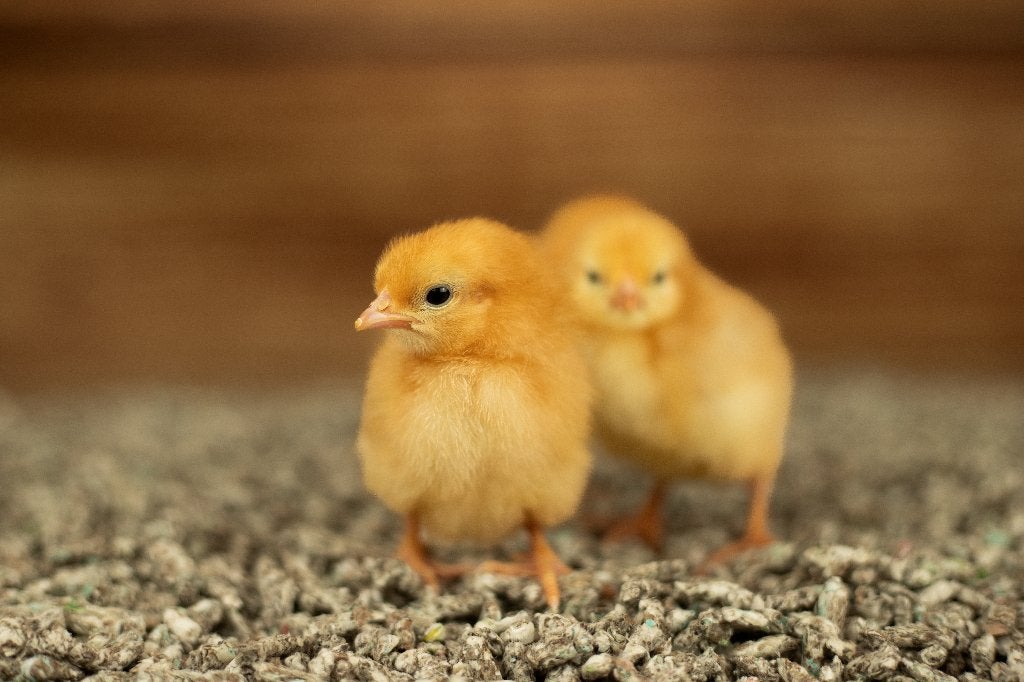 New Hampshire kriel kippen kuikens | Gesekst en Ingeënt, Dieren en Toebehoren, Pluimvee, Vrouwelijk, Kip