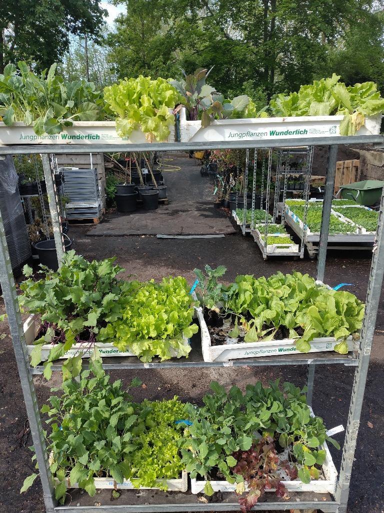 Biologische groenteplanten, 1 kar vol, Ophalen, Volle zon, Groenteplanten, Eenjarig
