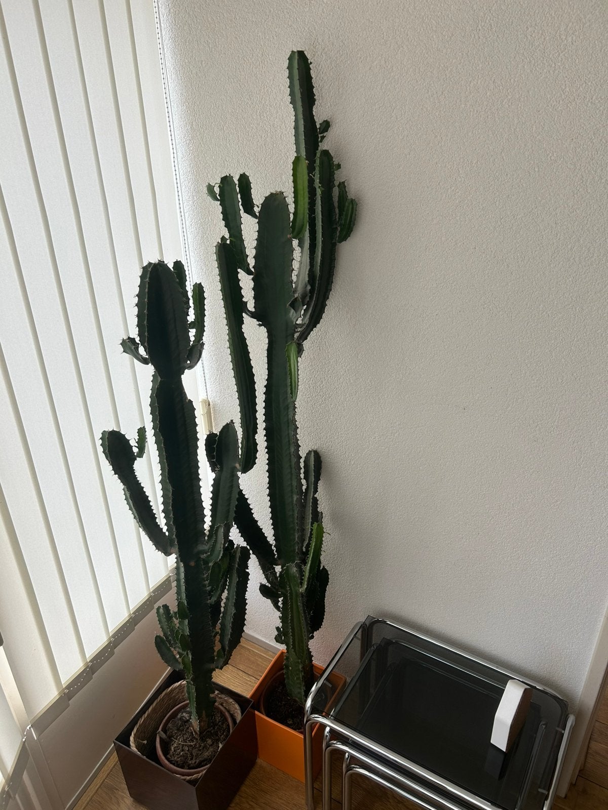 Euphorbia Ingens cactus set van 2 stuks, Ophalen, Cactus, Volle zon, 150 tot 200 cm