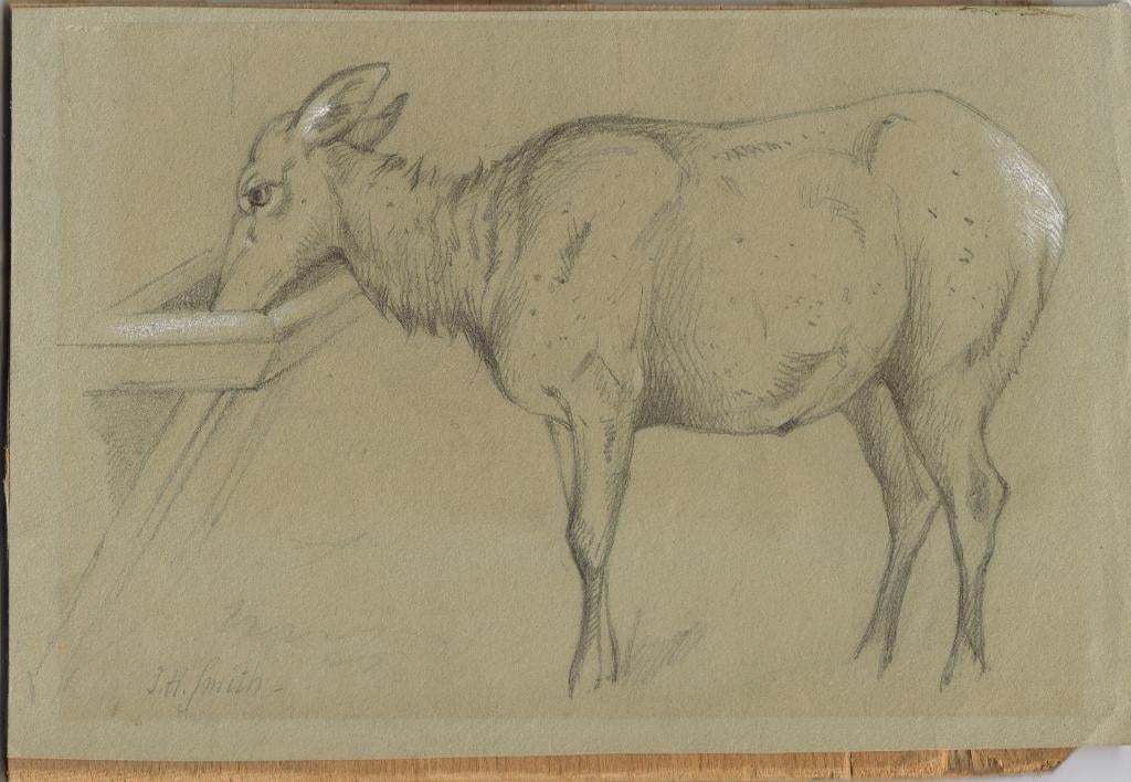 John Henry Smith tekening "Drinkend Lam" ca.1850, gesigneerd, Ophalen, Minder dan 50 cm, Gebruikt, Minder dan 50 cm