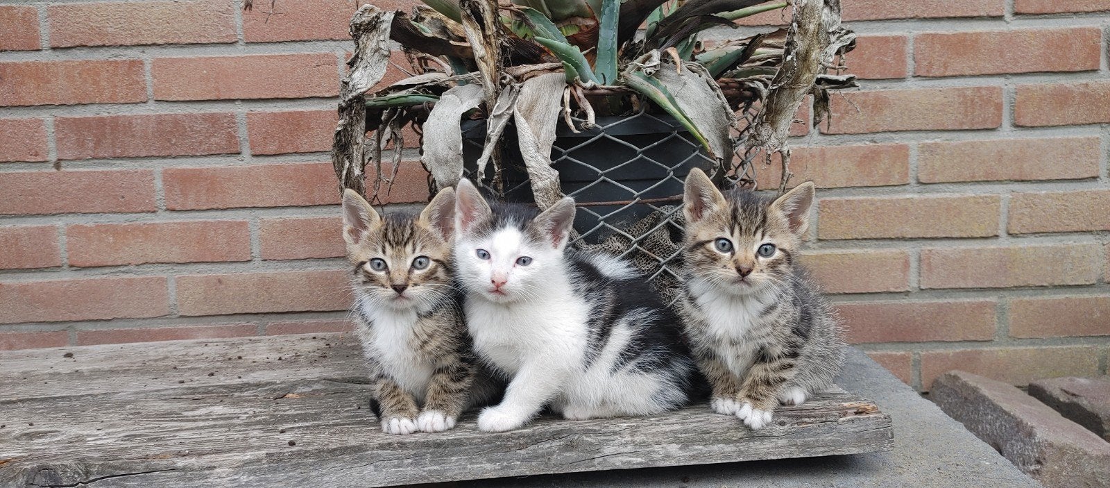 Lieve, aanhankelijk kittens, zindelijk en heel speels., Meerdere dieren, Kortharig, 0 tot 2 jaar
