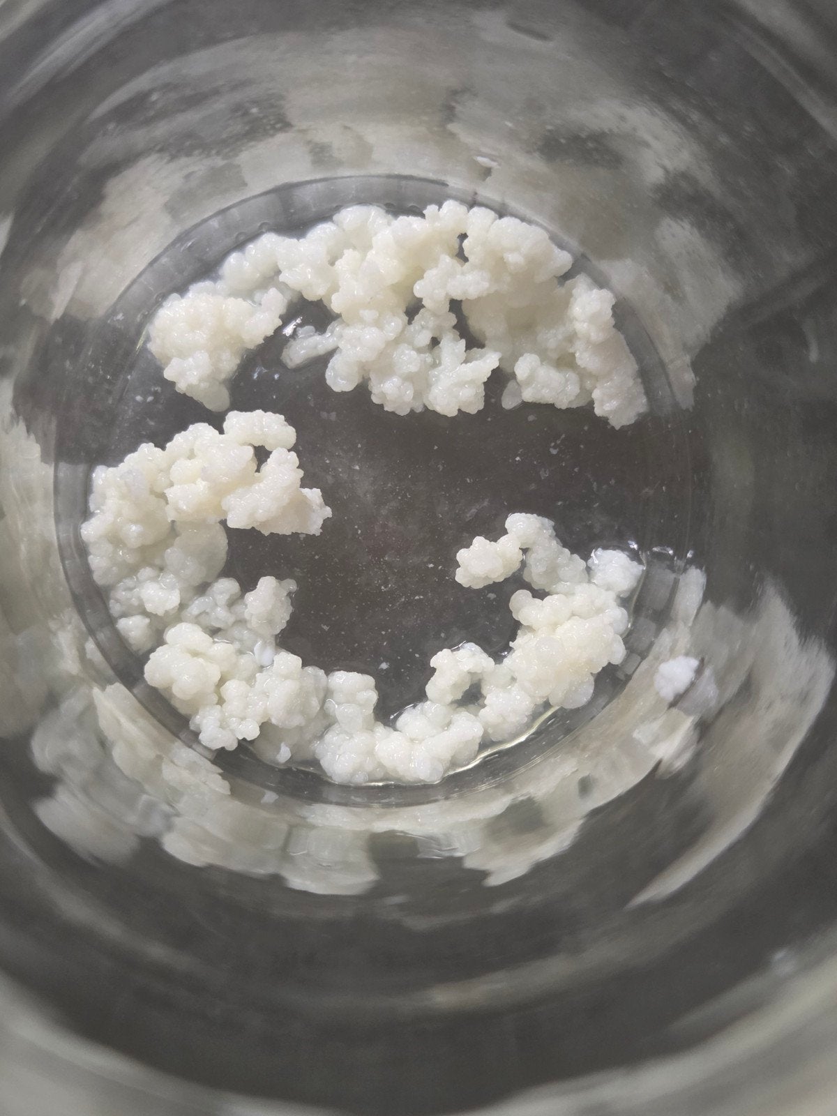 gratis melk kefir korrels, Diversen, Levensmiddelen, Ophalen
