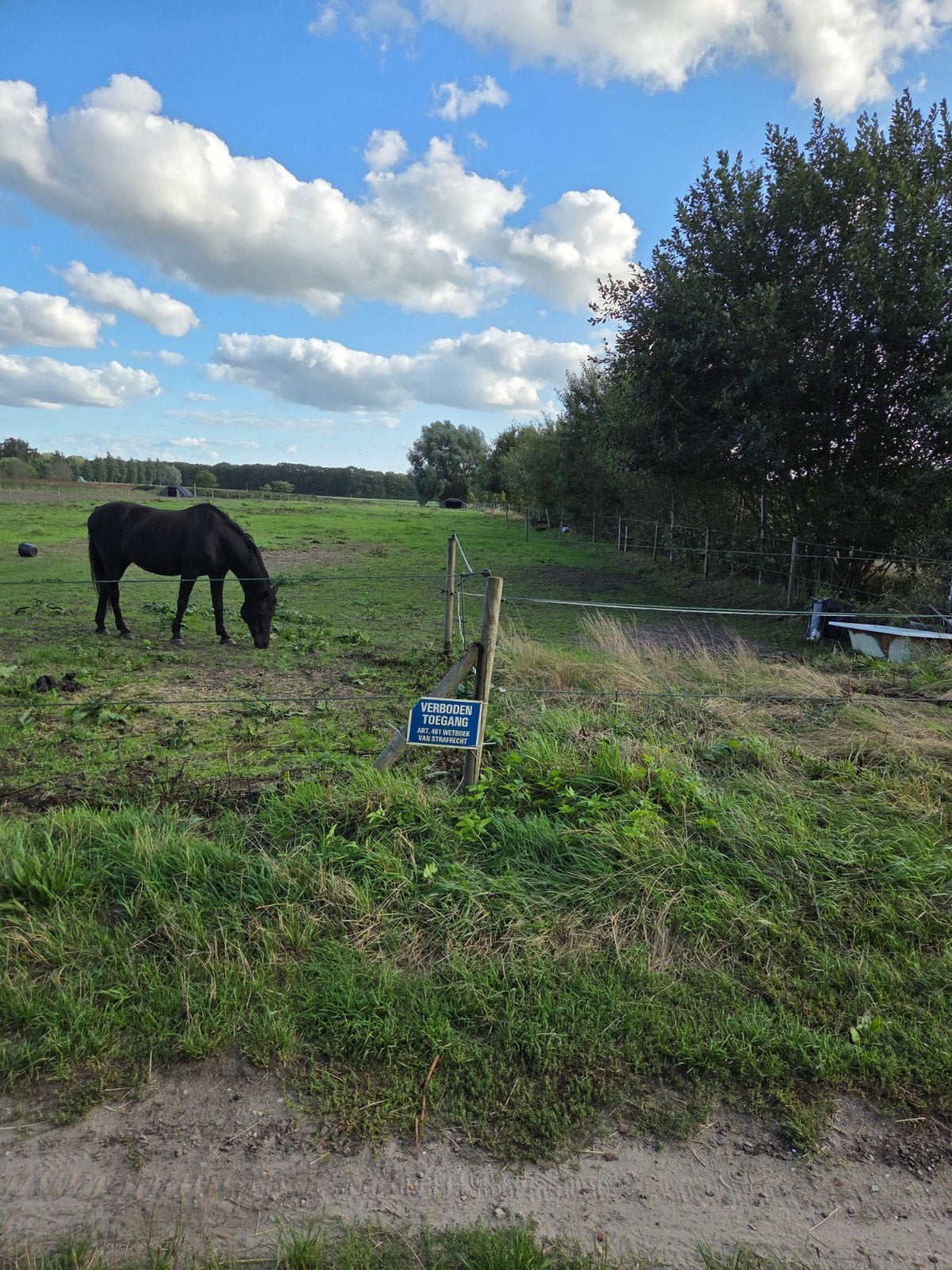 weiland voor 2 tot 3 paarden., Dieren en Toebehoren, Weidegang, 2 of 3 paarden of pony's