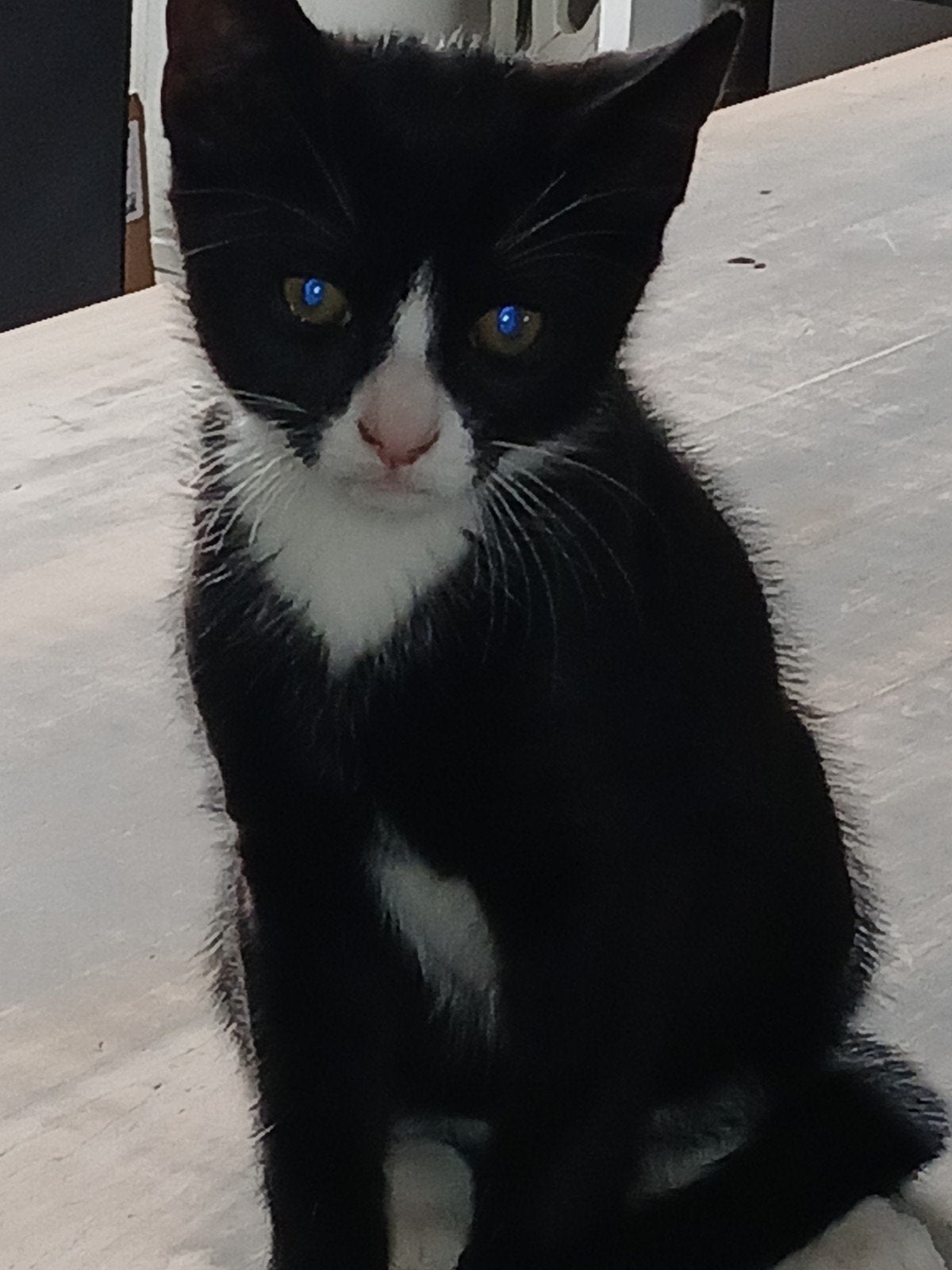 2 lieve Kittens, Dieren en Toebehoren, Kortharig